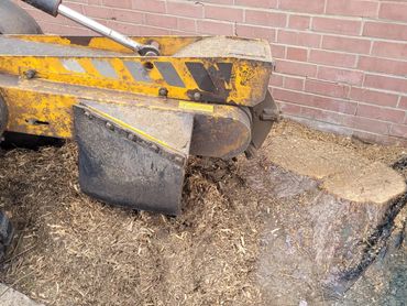 Large tree stump removed close to a wall in Braintree