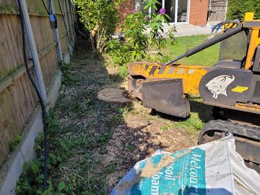 Tree stump grinding in a back garden in Haverhill clearing the way for a new flower bed
