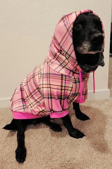 Black dog wearing a pink plaid hoodie with a hood up indoors.