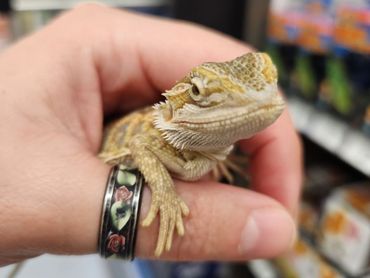 A small bearded dragon lizard resting on a person's finger.
