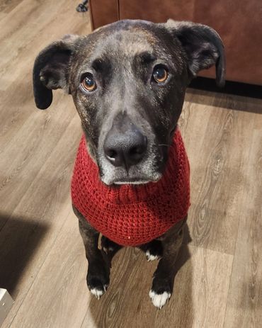 A brindle dog wearing a red knitted sweater, looking up with soulful eyes.