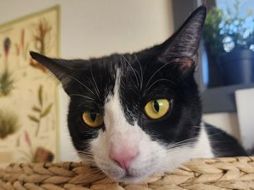 Close-up of a black and white cat with striking yellow eyes resting on a woven surface.