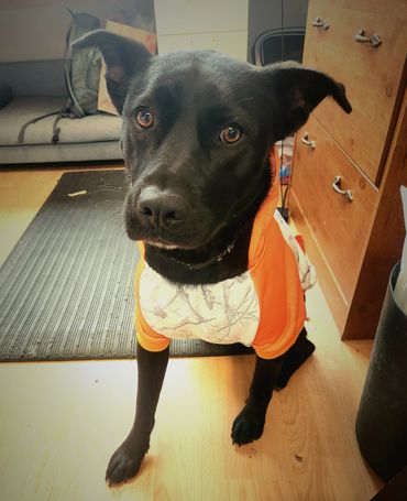 Black dog wearing an orange and white hoodie indoors.