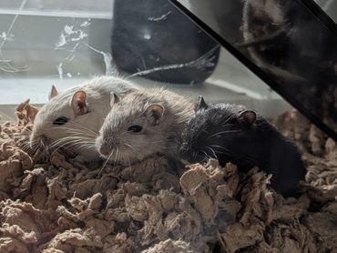 Three gerbils resting together on bedding inside a glass enclosure.