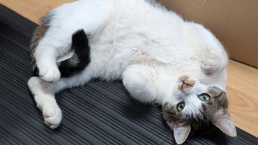 A tabby and white cat lying on its back on a black mat looking at the camera.