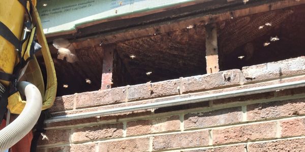 Cleaned out and extracted.