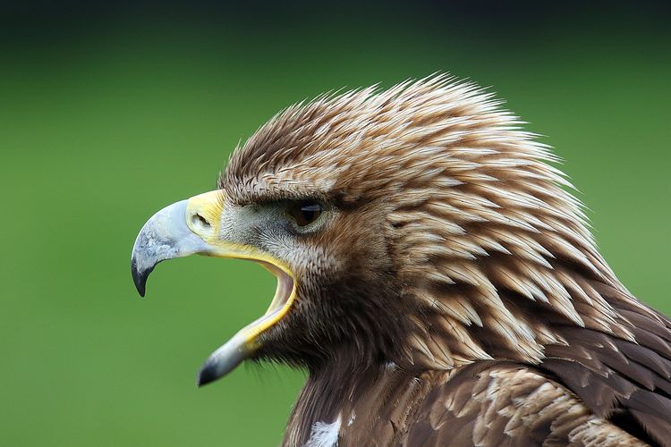 Khan our Golden Eagle