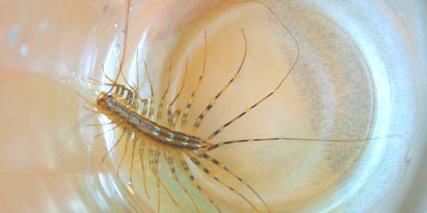A long, curved tunnel is inhabited by a sinuous, leggy house centipede.