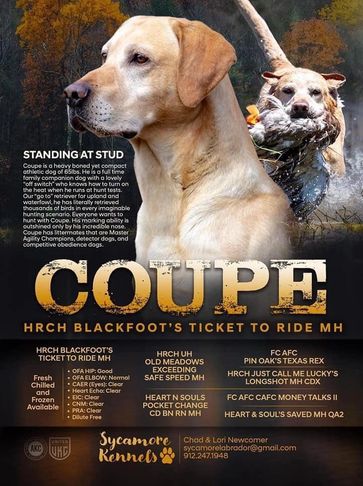 Sycamore Kennels Yellow Labrador Retriever Stud Dog HRCH BlackFoot's Ticket to Ride MH