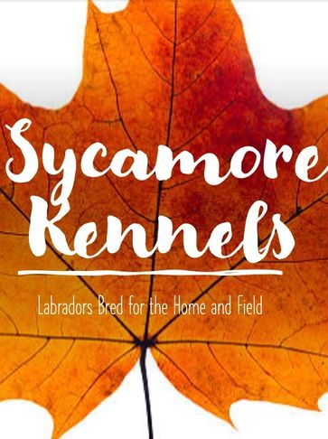 Sycamore Kennels Logo