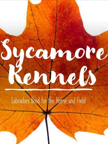 Sycamore Kennels Logo