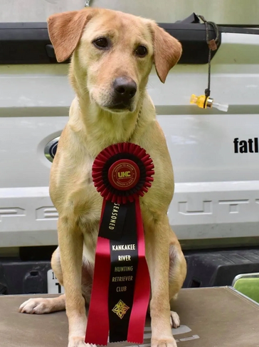 HRCH Sycamore's Straight no Chaser MH aka: Rox with her UKC Seasoned title ribbon