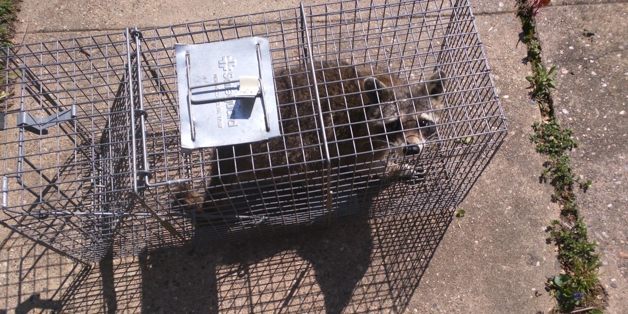 Raccoons can be very aggressive, especially during mating and birthing season.  