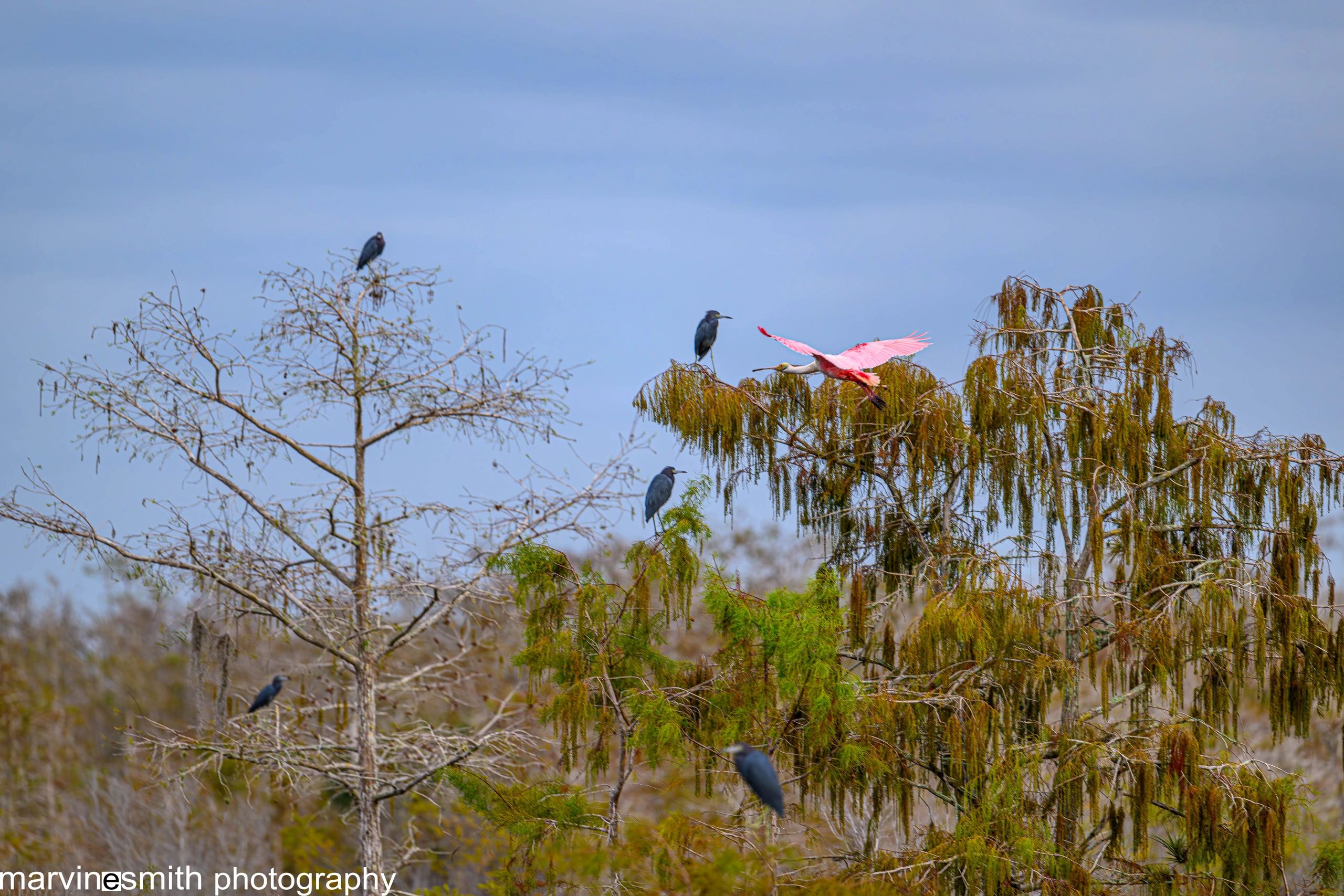 Rosetta Spoonbill in flight