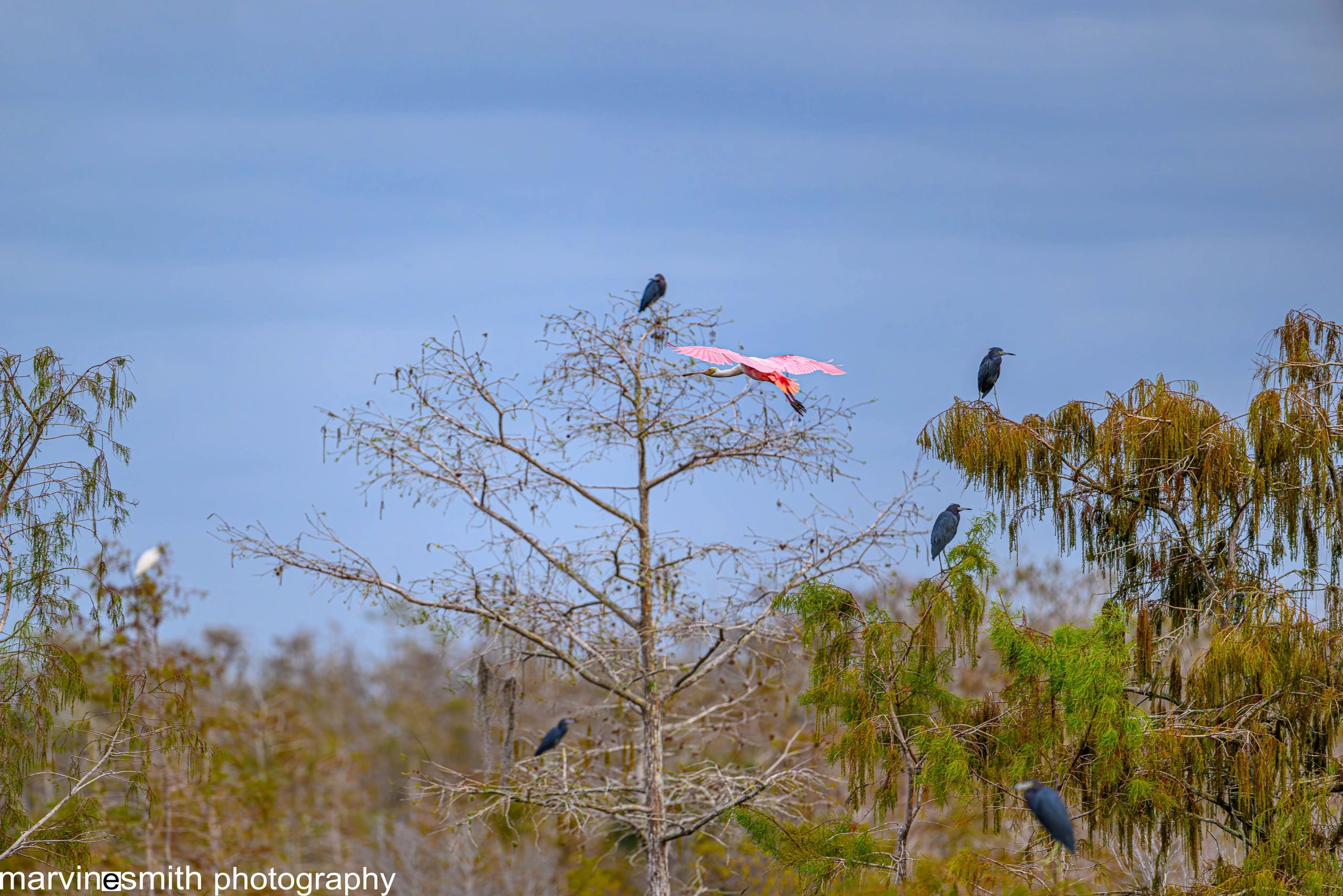 Rosetta Spoonbill