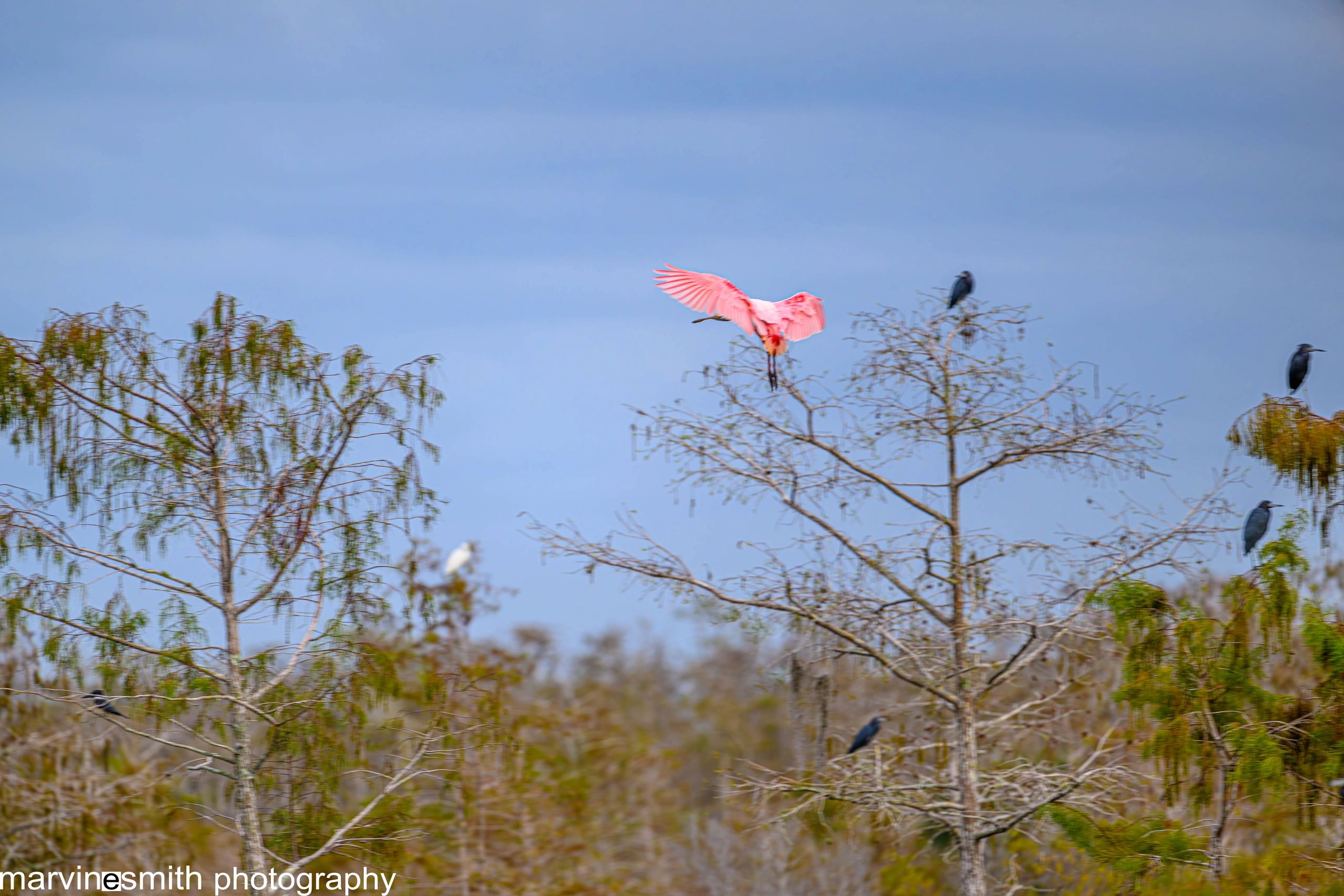 Rosetta Spoonbill landing on a tree top