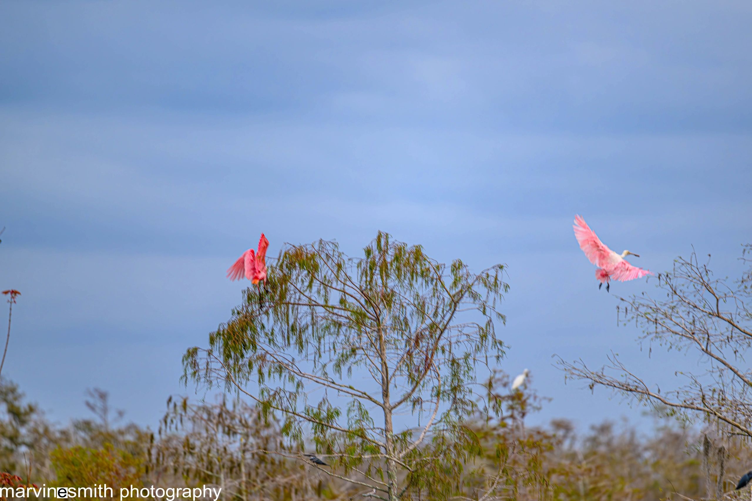 Two rosetta spoonbills in flight