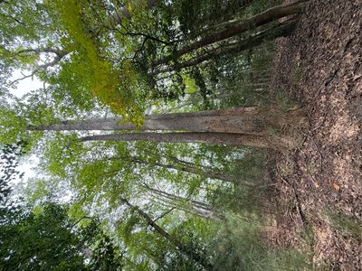 Tall trees with lush green leaves in a forest.