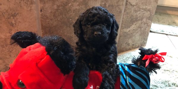 AKC registered black poodle puppy for sale.