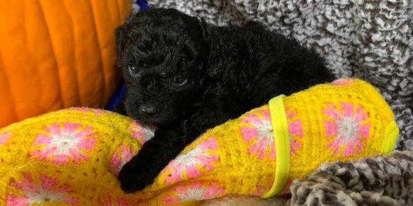 A black toy poodle puppy on a yellow and pink blanket.