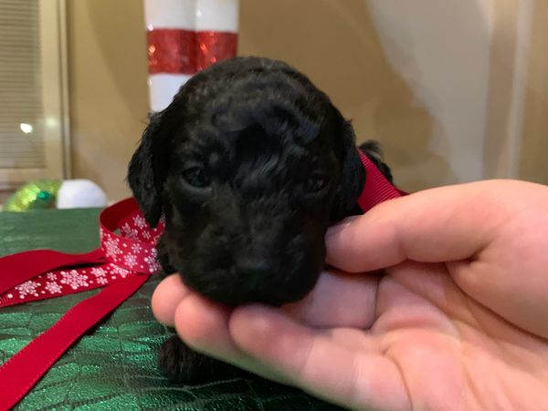 Cute black poodle puppy.