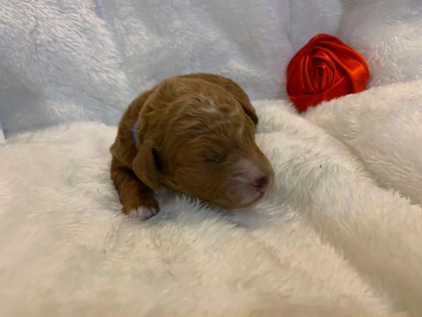 A small toy poodle puppy on fur blanket with a red rose behind him.