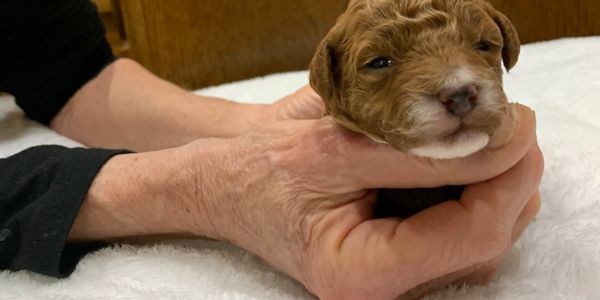 A brown toy poodle puppy for sale.
