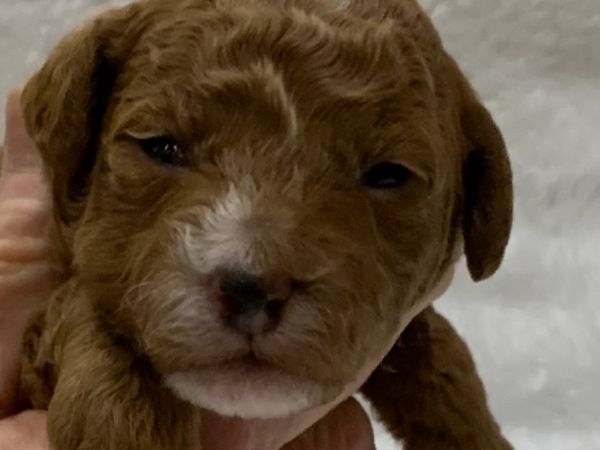Up close picture of a brown poodle puppies face.