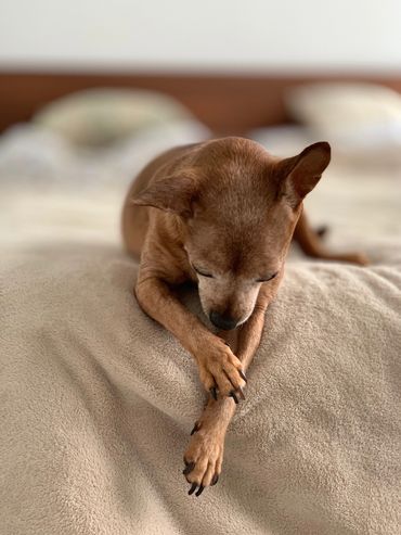 A dog looking at her paw on the edge of a bed