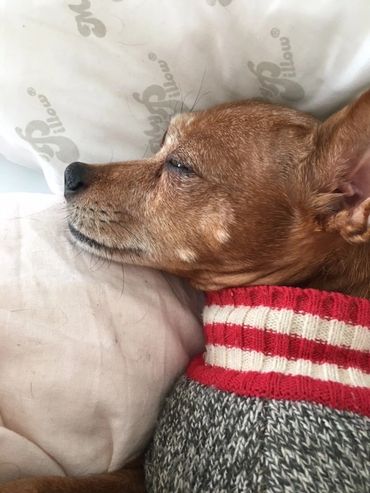 A dog with her head on a pillow