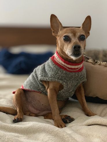 A dog in a sweater sitting on a bed