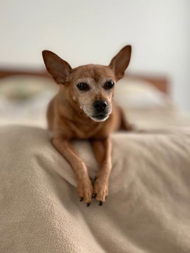 A photo of a Miniature Pinscher sitting on the edge of a bed