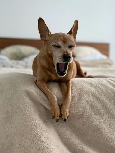 A dog in mid-yawn
