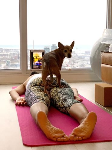 A dog standing on a woman lying on a yoga mat
