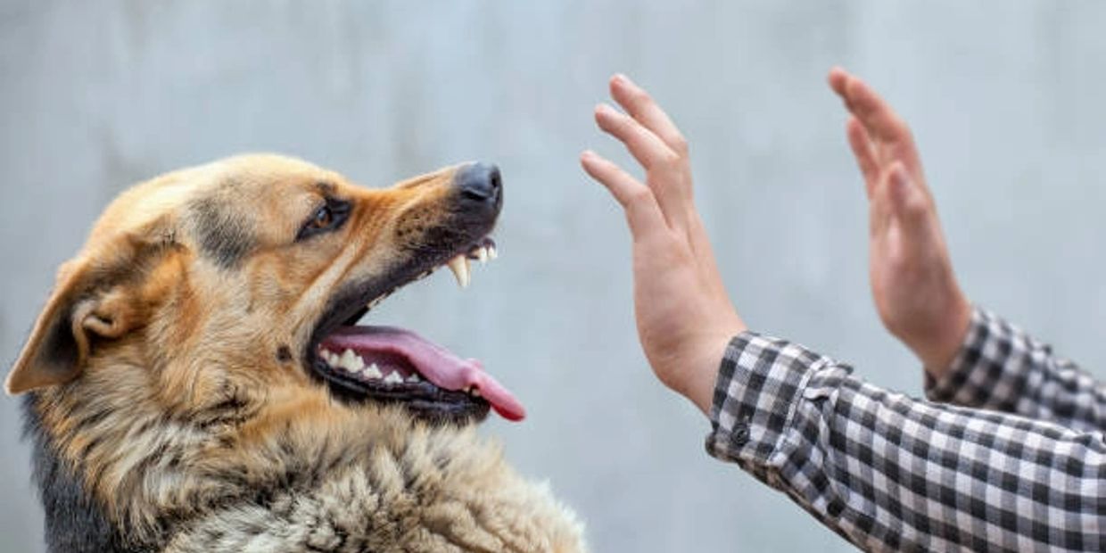A German Shepherd dog showing its teeth near a person's raised hands.