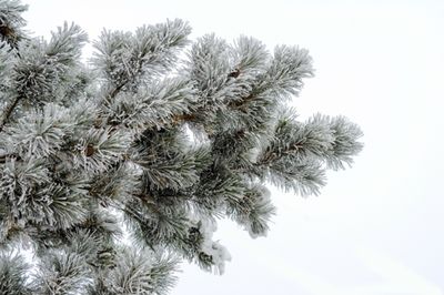Frozen Christmas Tree