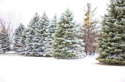 Christmas Tree Farm