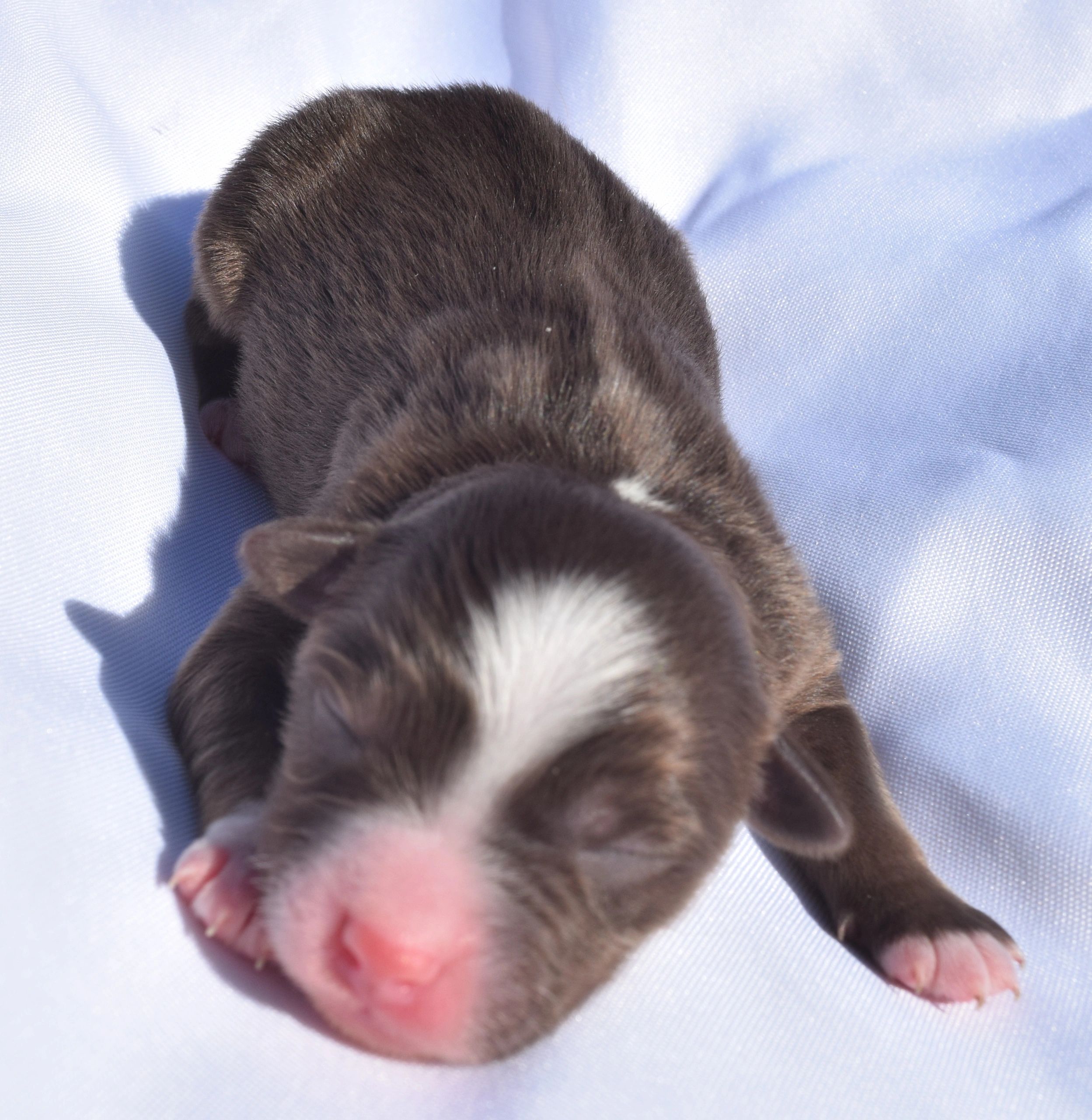 Red Tri Female
$1575