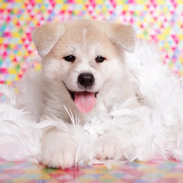 Akita Inu Puppy 
LOYALSHADOW
AURORASKIES
ARLETTE
FRANCOIS
MOCHA
MIKI
KIMIKO
OHANA
OKAMI
FIREANDMIST