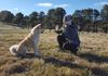 Japanese Akita Inu Sydney - Training in the cold 
