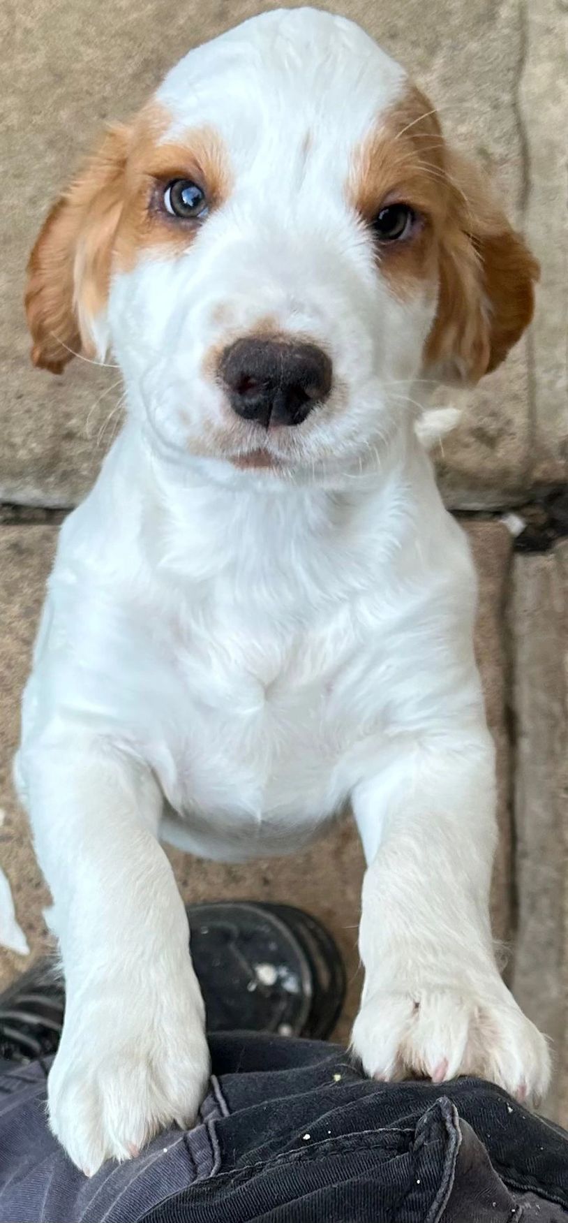 REMAINING AVAILABLE BOY