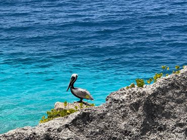 Pelican perched on rocky shore beside clear blue ocean.