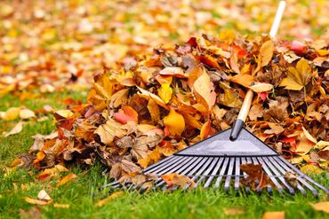 A rake lying on a pile of colorful autumn leaves on green grass.