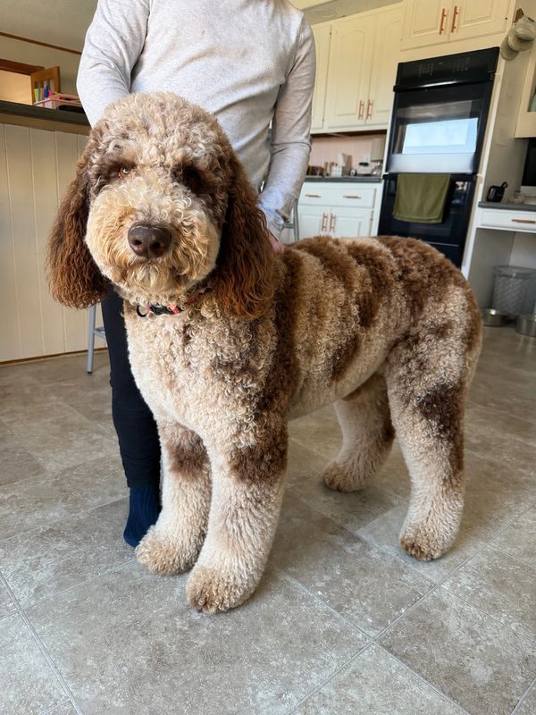 A large, curly-haired dog standing indoors with a person behind it.