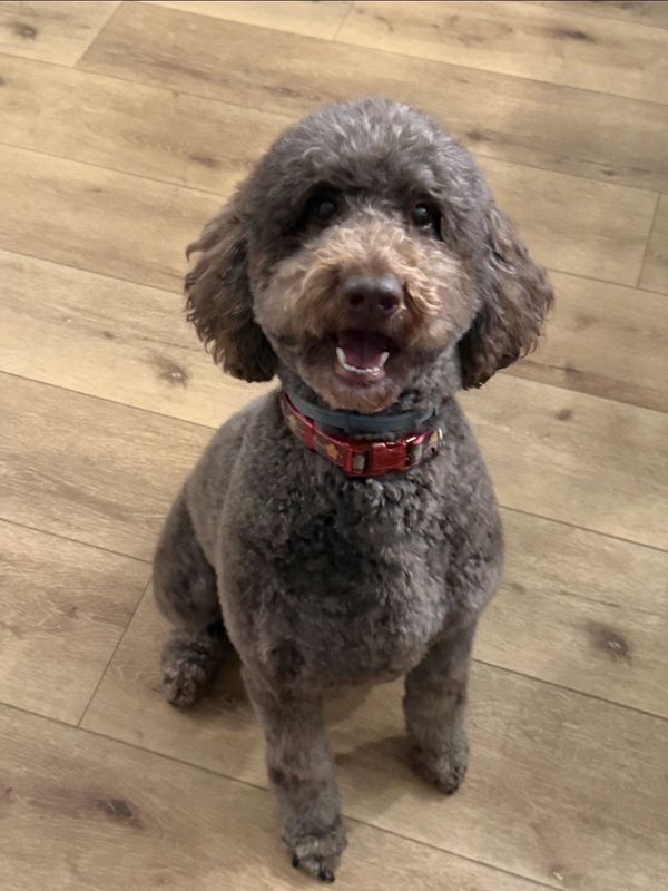 A happy brown poodle sitting on a wooden floor.