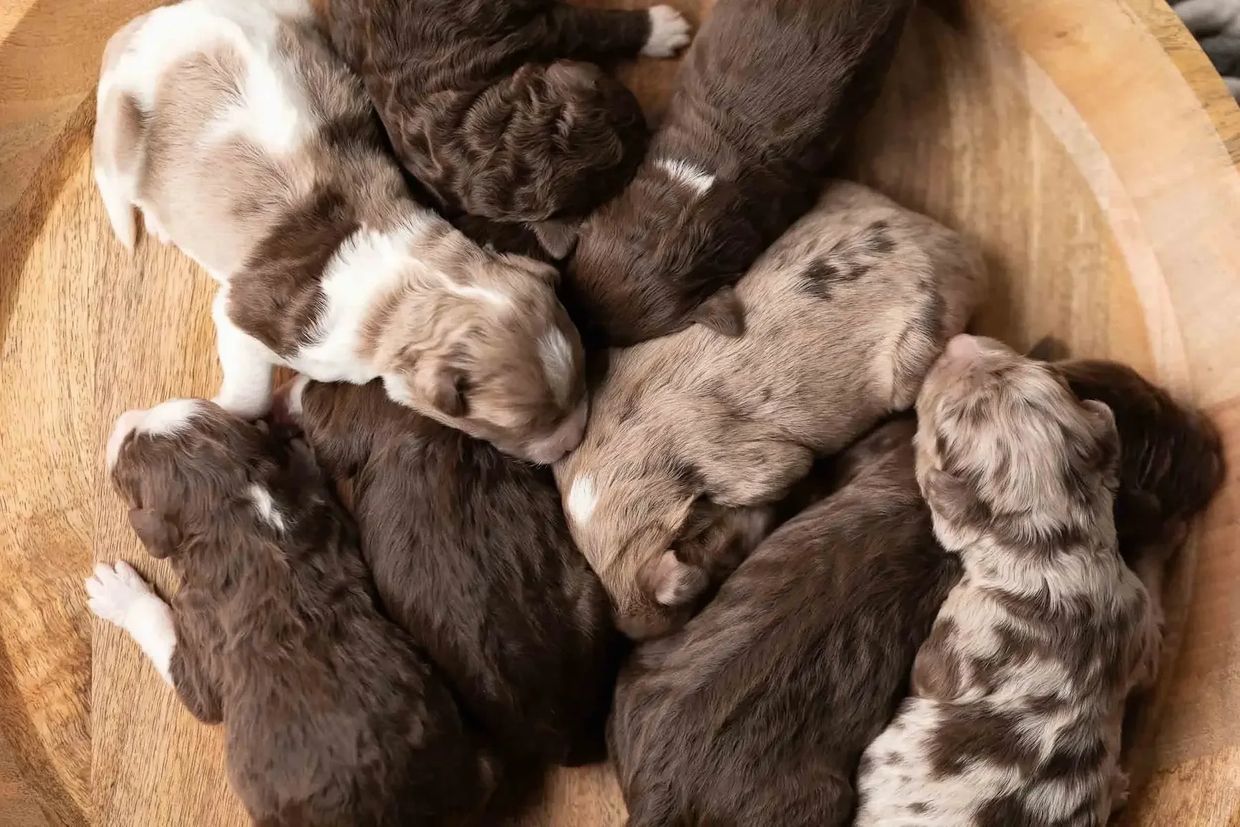 A cozy pile of newborn puppies resting together in a wooden bowl.