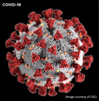 What COVID-19's coronavirus looks like under a microscope.  (Images courtesy of CDC)  