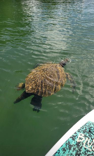 a sea turtle swimming next to paddleboard