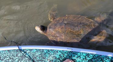 sea turtle surfacing next to paddle board