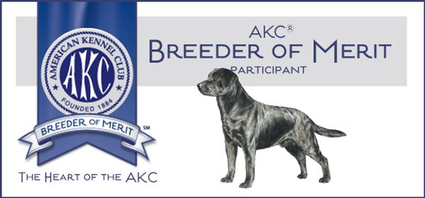 AKC Breeder of Merit 